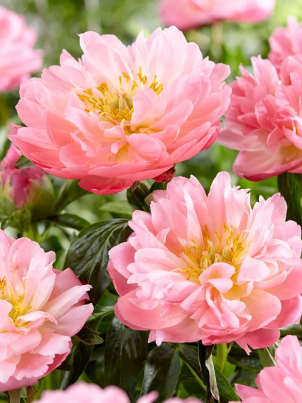 Пион Пинк Гавайан Корал (Pink Hawaiian Coral) купить с доставкой