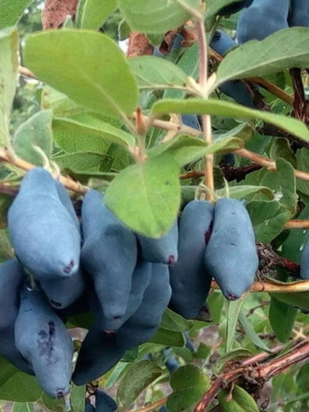 Жимолость Сибирячка купить с доставкой