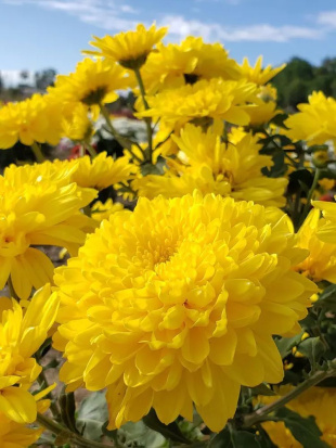 Хризантема мультифлора Брандюн (Brandune)