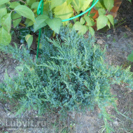 Можжевельник Там Но Блайт (Tam No Blight)