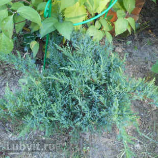 Можжевельник Там Но Блайт (Tam No Blight)