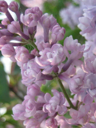 Сирень Монтень (Montaigne)