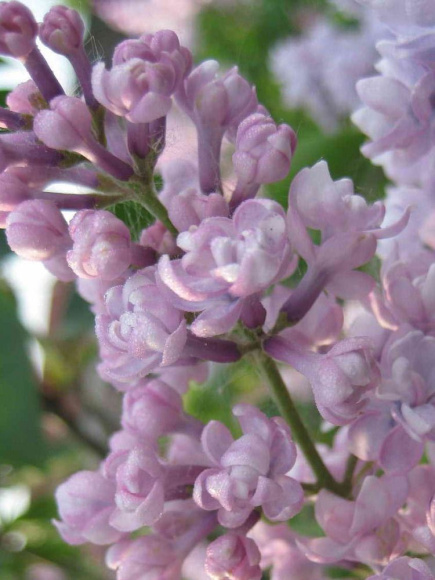 Сирень Монтень (Montaigne) купить с доставкой