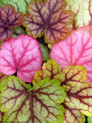 Гейхера Циркус (Circus)