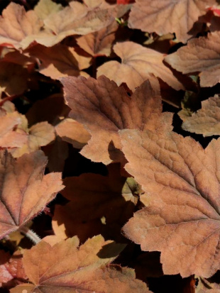 Гейхера Биг Бронз (Big Bronze)