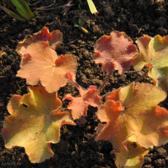 Гейхера Биг Бронз (Big Bronze) купить с доставкой Гейхера Биг Бронз (Big Bronze) купить с доставкой