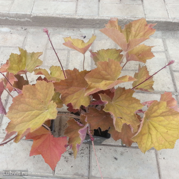 Гейхера Биг Бронз (Big Bronze) купить с доставкой Гейхера Биг Бронз (Big Bronze) купить с доставкой