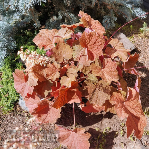 Гейхера Биг Бронз (Big Bronze) купить с доставкой Гейхера Биг Бронз (Big Bronze) купить с доставкой