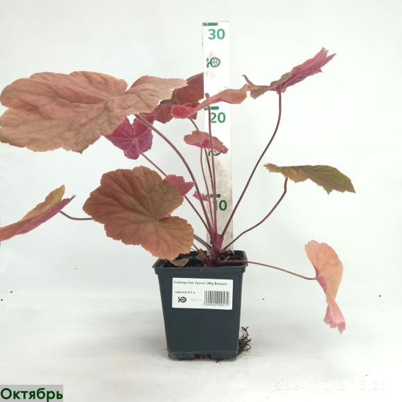 Гейхера Биг Бронз (Big Bronze) купить с доставкой Гейхера Биг Бронз (Big Bronze) купить с доставкой