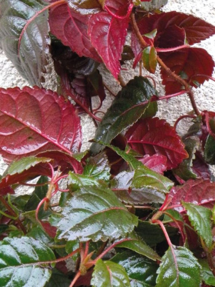 Гортензия Винтер Сюрпрайз (Winter Surprise) черешковая купить с доставкой