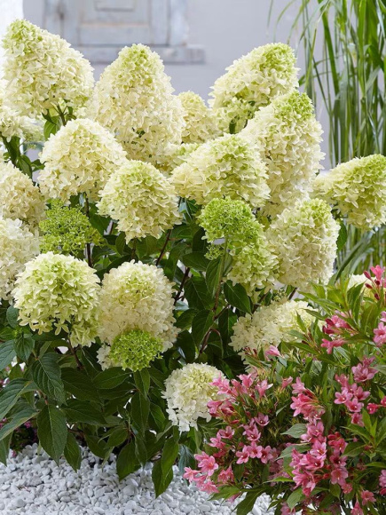 Гортензия Скайфолл (Skyfall) метельчатая купить с доставкой