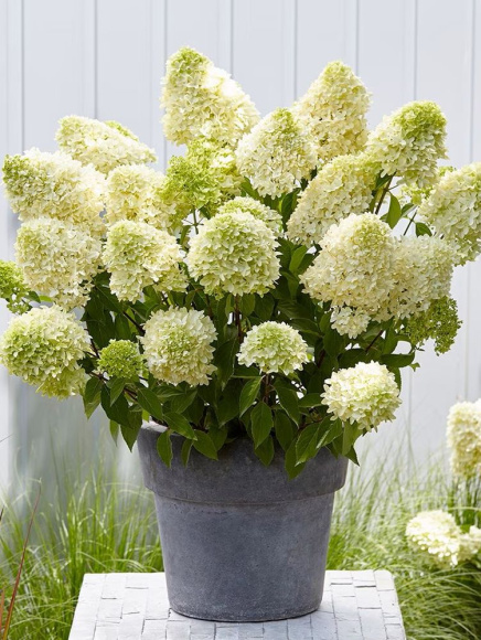 Гортензия Скайфолл (Skyfall) метельчатая купить с доставкой