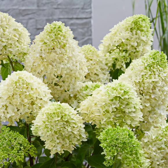 Гортензия Скайфолл (Skyfall) метельчатая купить с доставкой Гортензия Скайфолл (Skyfall) метельчатая купить с доставкой