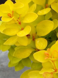 Барбарис желто-зеленый Барбарис желто-зеленый