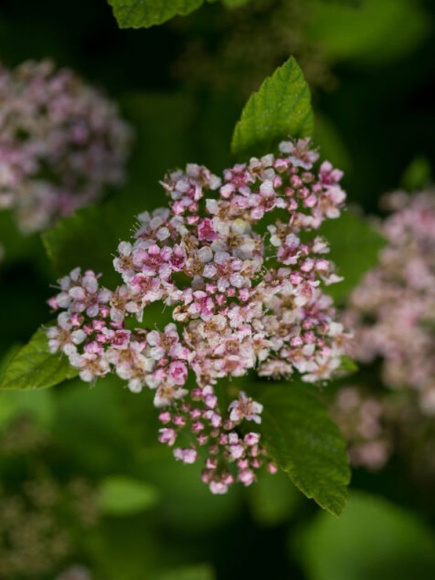 Спирея Пинк Спарклер (Pink Sparkler) купить с доставкой