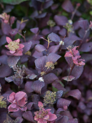 Спирея Пинк Спарклер (Pink Sparkler)