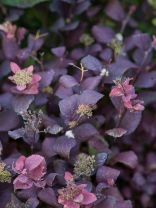 Спирея Пинк Спарклер (Pink Sparkler)