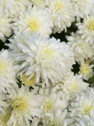 Хризантема мультифлора Браноблесс Вайт (Brannobless White)