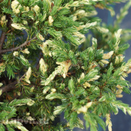 Можжевельник Спотти Спридер (Spotty Spreader) Можжевельник Спотти Спридер (Spotty Spreader)