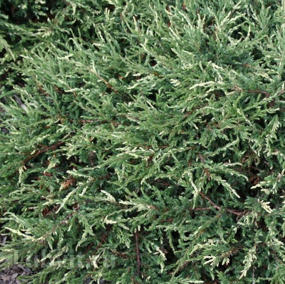 Можжевельник Спотти Спридер (Spotty Spreader) купить с доставкой