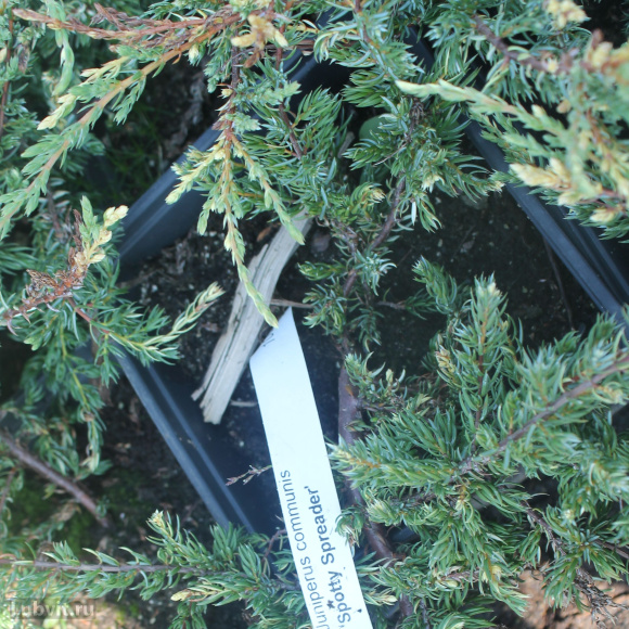 Можжевельник Спотти Спридер (Spotty Spreader) купить с доставкой