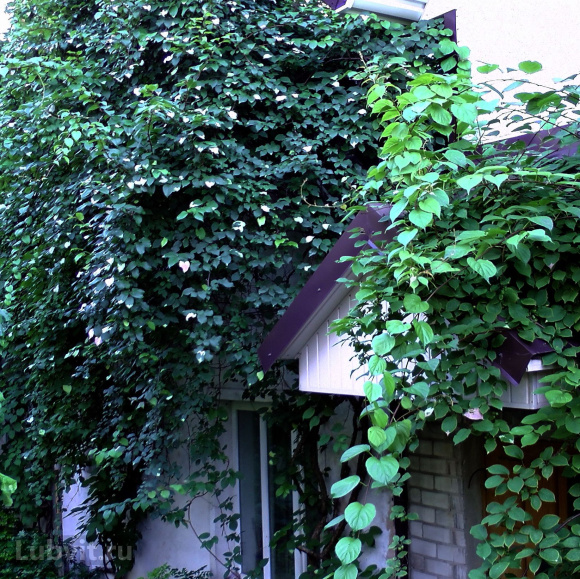 Актинидия коломикта Адам (Adam) купить с доставкой Актинидия коломикта Адам (Adam) купить с доставкой