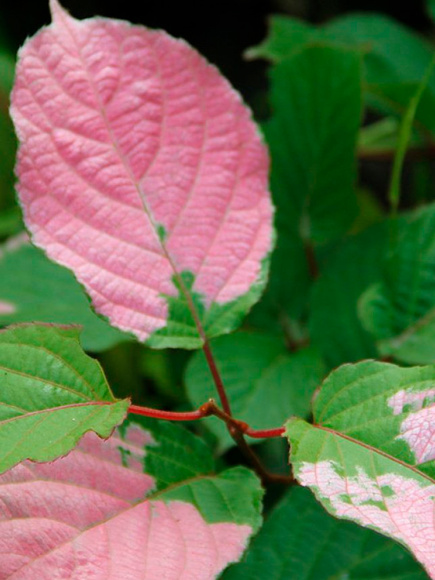 Актинидия коломикта Адам (Adam) купить с доставкой