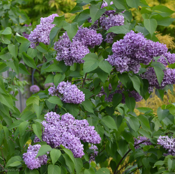 Сирень Алексей Маресьев купить с доставкой