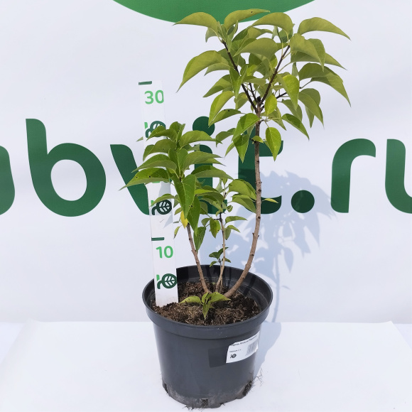 Сирень Алексей Маресьев купить с доставкой