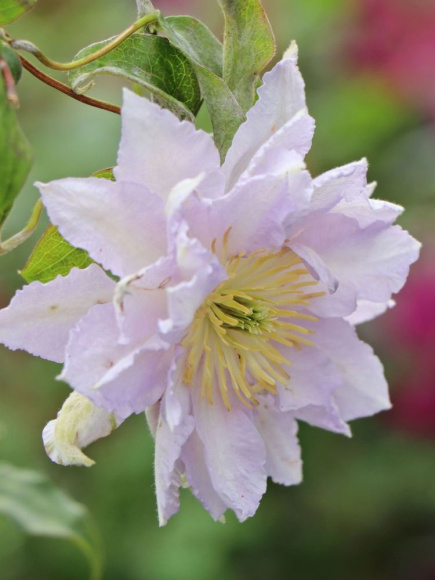 Клематис Денсинг Кинг (Dancing King) купить с доставкой