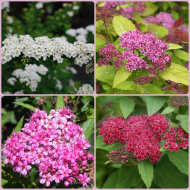 Спирея ассортимент Спирея ассортимент