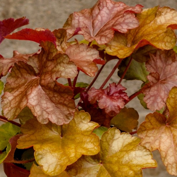 Гейхера Ворлд Кафе Американо (World Caffe Americano) купить с доставкой Гейхера Ворлд Кафе Американо (World Caffe Americano) купить с доставкой