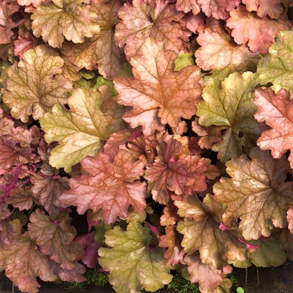 Гейхера Ворлд Кафе Американо (World Caffe Americano) купить с доставкой Гейхера Ворлд Кафе Американо (World Caffe Americano) купить с доставкой