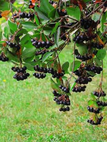 Рябина Черноплодная купить с доставкой