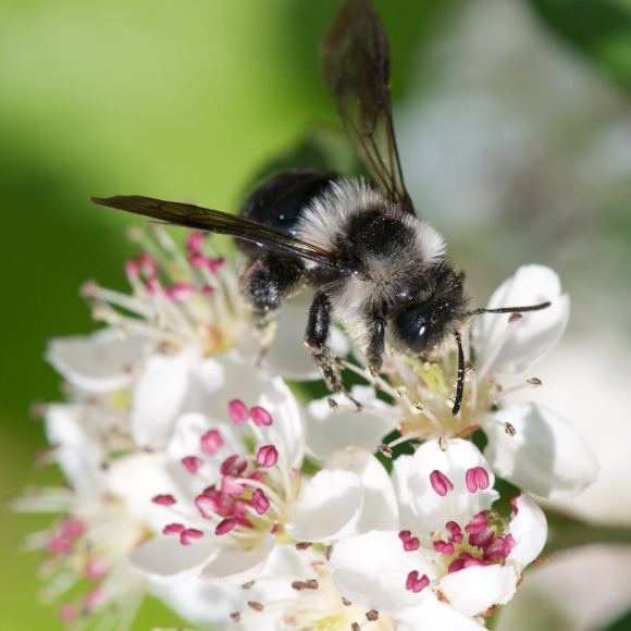 Рябина Черноплодная купить с доставкой