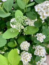 Спирея Тор (Tor) березолистная