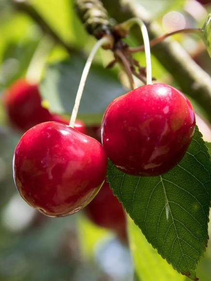 Дюки Факел купить с доставкой