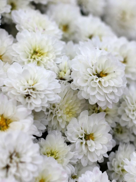 Хризантема мультифлора Эльф Вайт (Elfie White) купить с доставкой