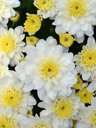 Хризантема мультифлора Эльф Вайт (Elfie White)