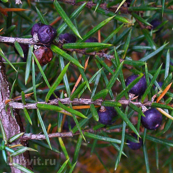 Можжевельник китайский купить с доставкой