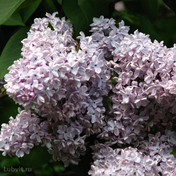 Сирень Кондорсе (Condorcet) купить с доставкой