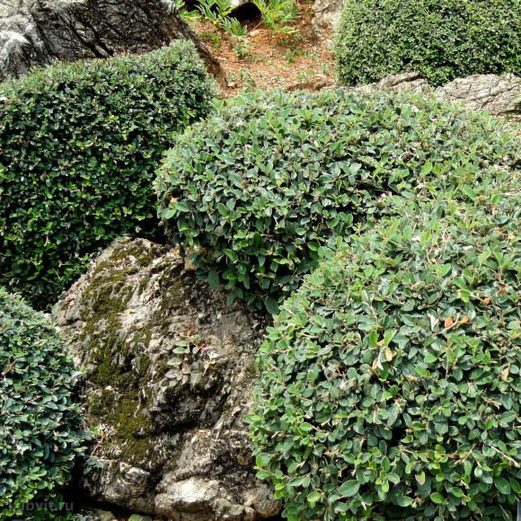 Кизильник блестящий (Cotoneaster Lucidus) купить с доставкой Кизильник блестящий (Cotoneaster Lucidus) купить с доставкой