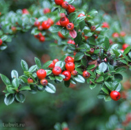 Кизильник блестящий (Cotoneaster Lucidus) Кизильник блестящий (Cotoneaster Lucidus)