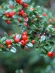 Кизильник блестящий (Cotoneaster Lucidus) купить с доставкой