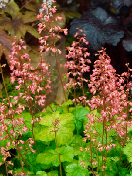 Гейхера Грин Ти (Green Tea) купить с доставкой