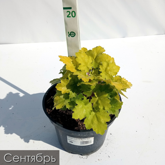 Гейхера Грин Ти (Green Tea) купить с доставкой