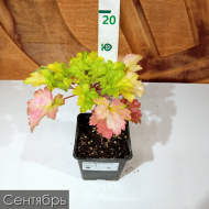 Гейхера Грин Ти (Green Tea) Гейхера Грин Ти (Green Tea)