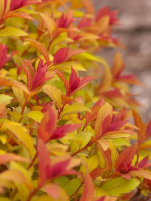 Спирея Мэджик Карпет (Magic Carpet)