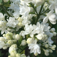 Сирень Моник Лемуан (Monique Lemoine)