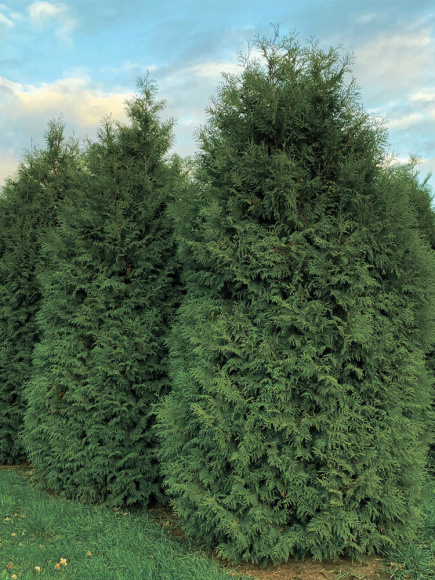 Туя Брабант (Brabant) купить с доставкой